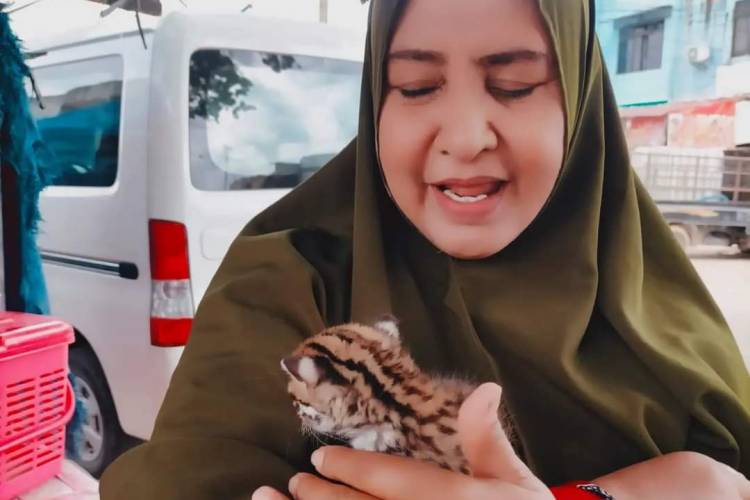 Tim Resque BBKSDA Riau dan Yayasan Pecinta Satwa Selamatkan Kucing Hutan dari Warga