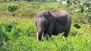 Tim BBKSDA Riau Bersama Warga Halau Gajah Liar yang Hendak Masuk Pemukiman di Batang Cenaku