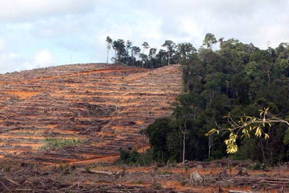 Kementerian LHK Cabut 192 Izin Usaha Konsesi Kawasan Hutan, Ini Selengkapnya