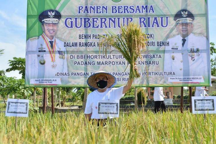 Sepanjang Tahun 2021, Riau Mampu Produksi Padi 223.399 ton dan Jagung 17.218 ton
