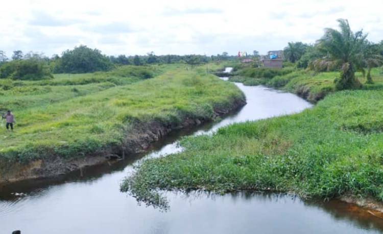 Buaya Besar Muncul di Parit Belanda, Warga Sekitar Sebut Pertanda