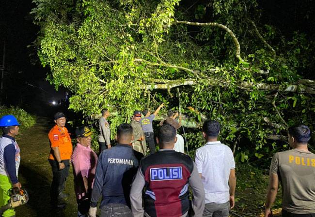 Pohon Tumbang di Malam Pergantian Tahun, Jalan Bangkinang-Petapahan Macet