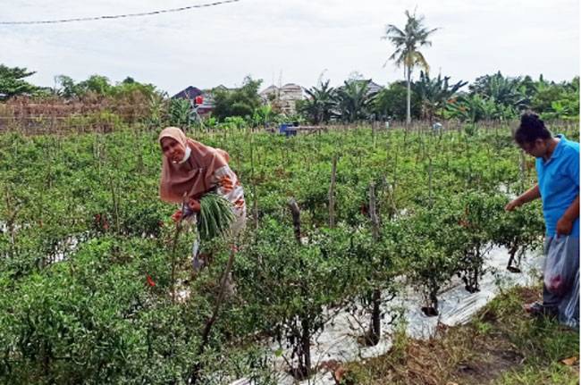 Hortikultura, Komoditas Strategis Kebijakan Pengendalian Inflasi