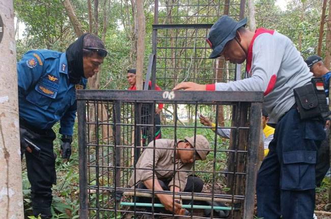 Harimau Masuk Kota Siak di Pemukiman Padat Penduduk