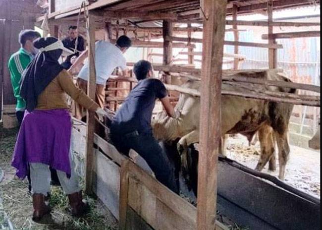 Tidak Ada Lagi Ditemukan Ternak Terpapar PMK di Riau