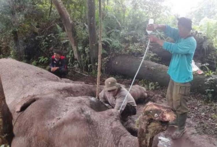 Gajah Latih TNTN Mati Diracun, Gading Hilang, Polisi Buru Pelaku
