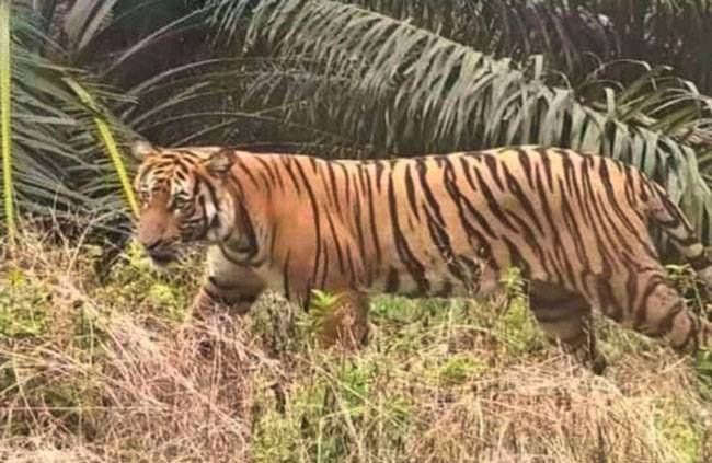 Induk dan Anak Harimau Sumatera Muncul di Batang Cenaku Inhu