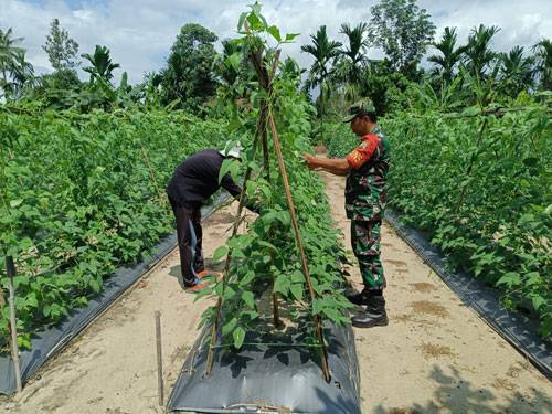 Demplot Han, Kembali Anggota Koramil 05/RM Lakukan Pendampingan Petani Kacang Panjang di Bangko Bakti