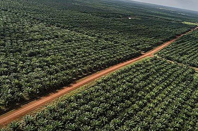 Waduh! 128 Perusahaan Sawit di Riau Tak Punya HGU