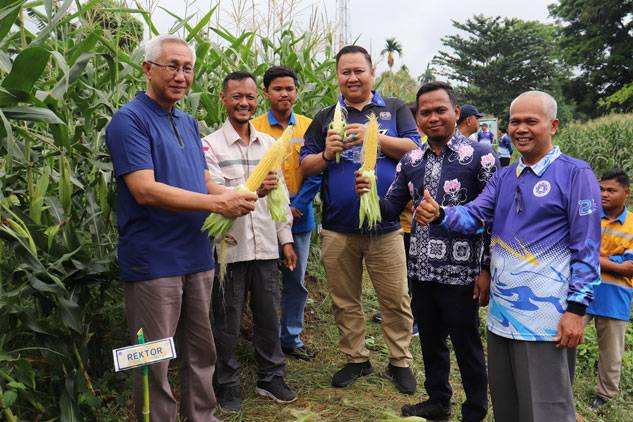 Prodi Agribisnis ITB Indragiri Panen Perdana Jagung Zea Mays SP