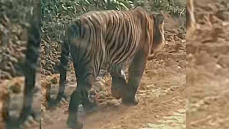 Harimau Jantan Dewasa Muncul di WIP Zamrud Siak, Tunjukkan Eksistensi di Rumah Sendiri
