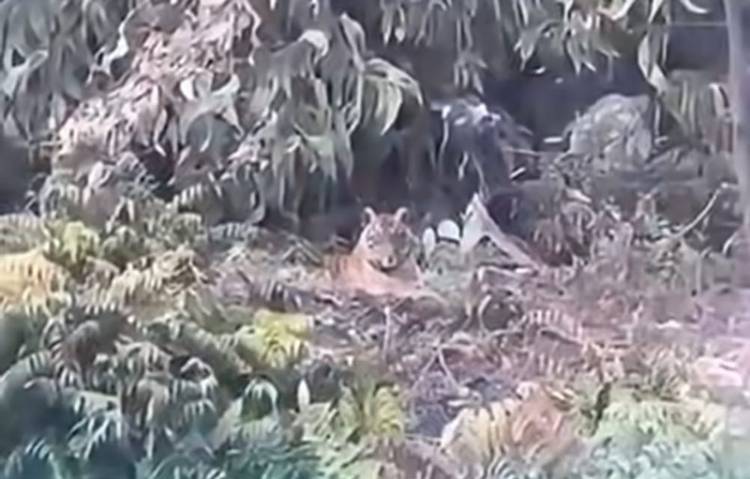 Harimau Sumatera Muncul Lagi di Perkampungan Desa Pulau Muda