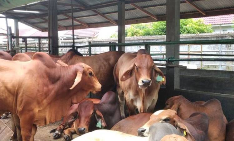 304 Penyakit Mulut dan Kuku Ditemukan di Riau Tahun 2025, Musim Hujan Peternak Diminta Lebih Waspada