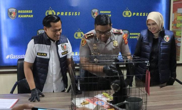 Polres Kampar Ungkap Kasus Perdagangan Owa Siamang Satwa Dilindungi