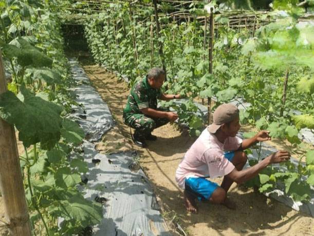 Anggota Koramil 0321-05/RM lakukan Pendampingan Tanaman Kacang Panjang