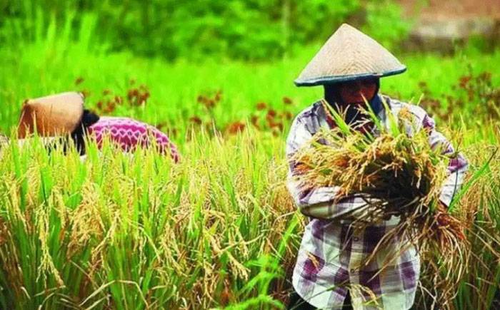 Januari 2023, NTP Riau Turun 0,67 Persen