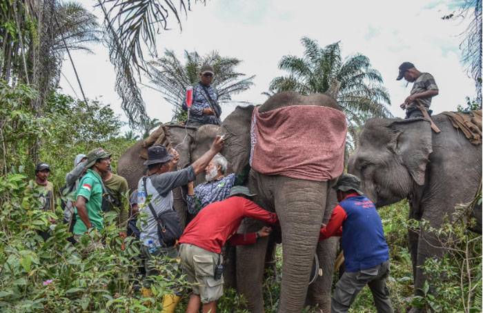 BBKSDA Riau Pasang 3 Unit GPS Collar  pada Gajah