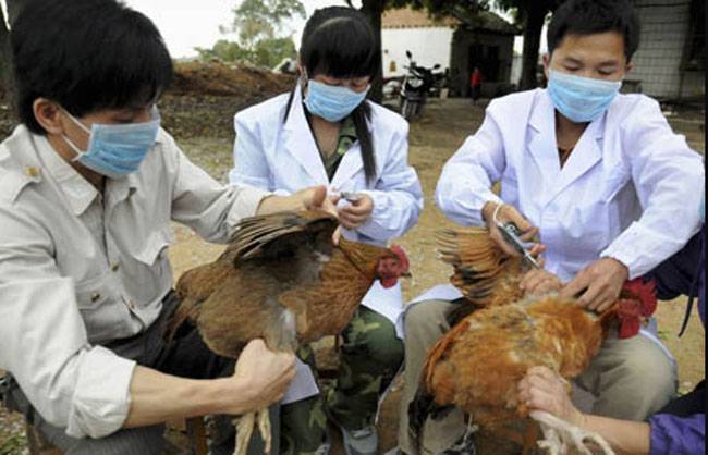 Pemerintah Waspada KLB Virus Flu Burung