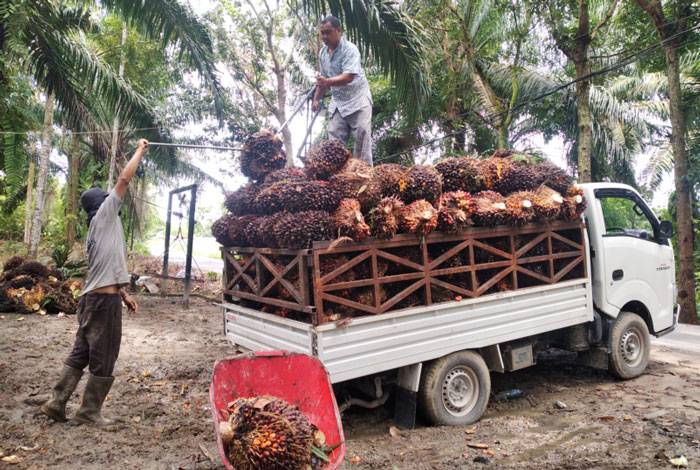 TBS Sawit Riau Alami Kenaikan Tertinggi di Indonesia Periode 1-7 Maret 2023