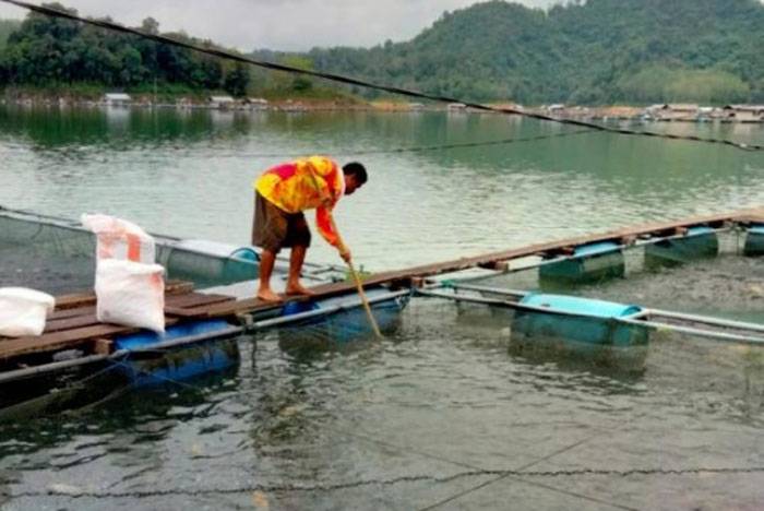 DKP Riau Ungkap Penyebab Matinya Ratusan Ton  Ikan di Waduk PLTA Kampar