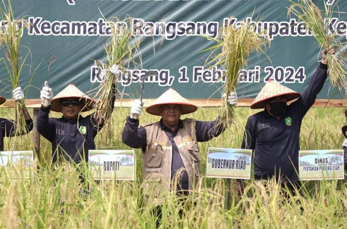 Gubernur Riau Panen Raya Padi di Desa Topang