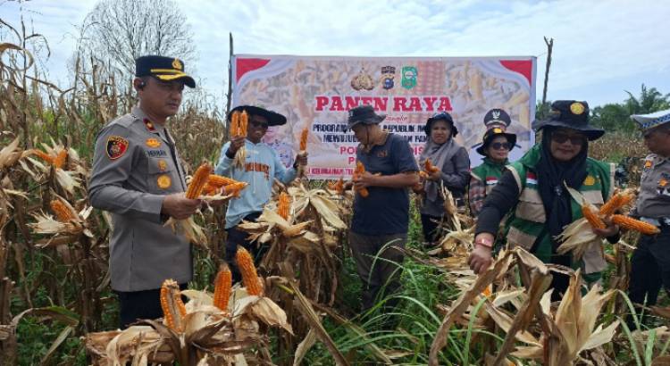 Dukung Program Ketahanan Pangan Nasional, Polsek Kandis Panen 2 Ton Jagung di Telaga SamSam