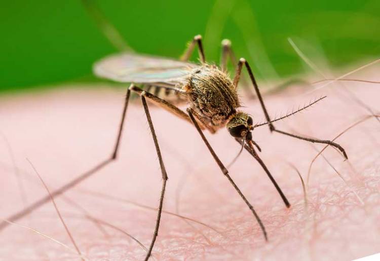 Data Per Februari Tahun Ini, Malaria Tembus 238 Kasus di Riau, Rohil KLB