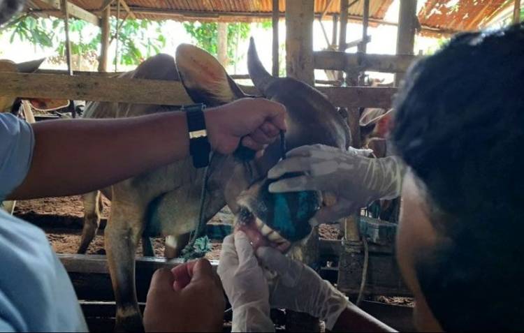Riau Terima 20 Ribu Dosis Vaksin PMK, 12.250 Sudah Didistribusikan ke Daerah