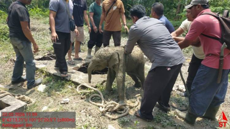 Selamatkan Anak, Penyebab Kawanan Gajah Mengamuk di Mes Pekerja Arara Abadi