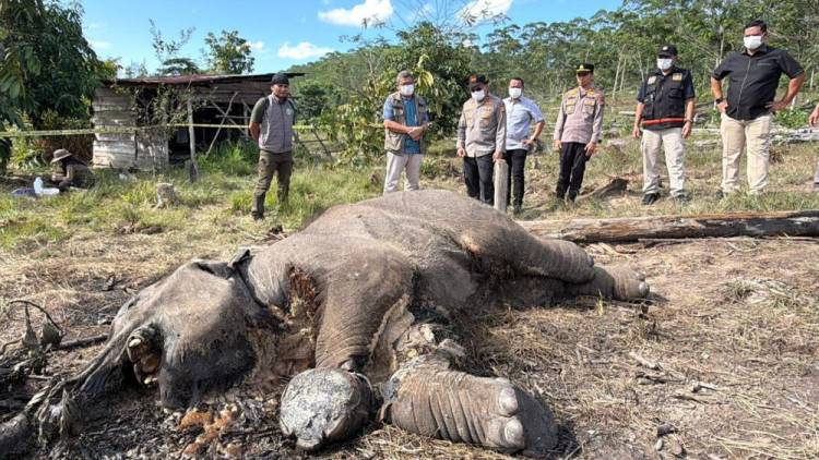 Lagi, Gajah Liar Ditemukan Mati di TNTN,