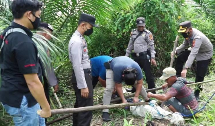 BBKSDA Riau Evakuasi Buaya yang Nyasar di Kebun Warga Pelalawan