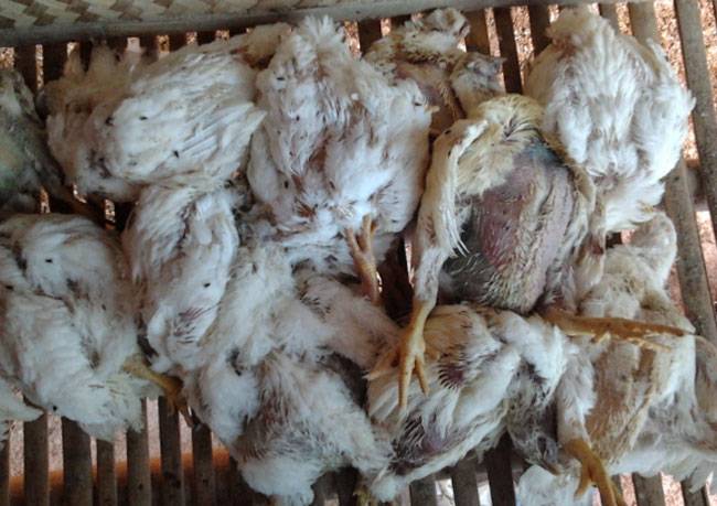 Ratusan Ayam Mati Mendadak di XIII Koto Kampar, DPKH Riau Tunggu Hasil Lab