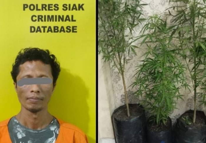 Simpan 4 Batang Ganja, Warga Kandis Diamankan Polisi