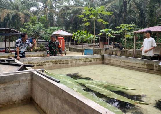 Motivasi warga, Babinsa Koramil 05/RM Lakukan Pendampingan Budidaya Lele
