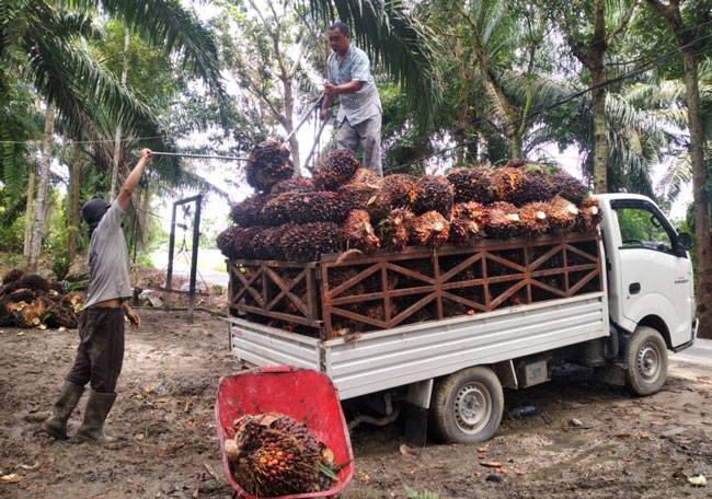 Sawit Mitra Swadaya Naik Jadi Rp 2.891,88 Perkilo