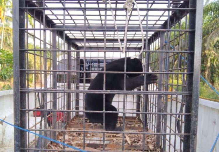 Beruang Mangsa Ayam di Sabak Auh Dievakuasi