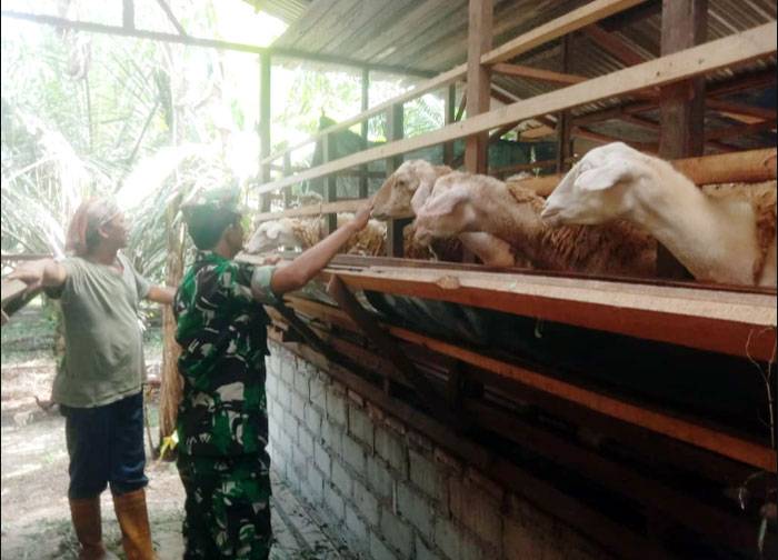 Cegah Penularan PMK, Anggota Koramil 0321-05/RM Lakukan Pengecekan dan Pendataan Ternak Milik Binaan