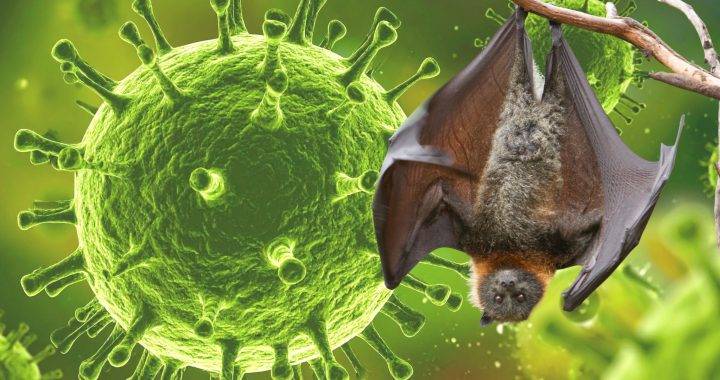 Belum Ditemukan Kasus Virus Nipah di Riau, Tetap Waspada