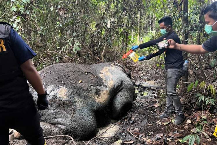 Kejati Terima SPDP Kasus Pembunuhan Gajah di Pelalawan