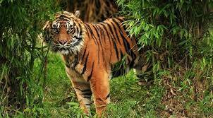 Monitoring Harimau di Kawasan Suakamarga Satwa Giam Siak Kecil, BKSDA Pasang Kamera Trap