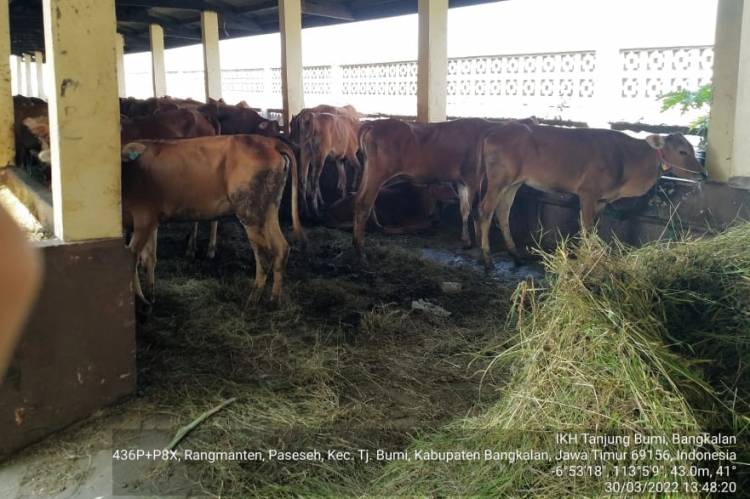 Karantina Bangkalan Tahan Sapi Bantuan Pemprov Riau, 5 Ekor Mati