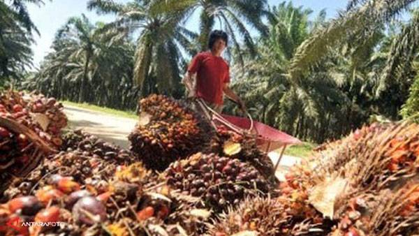 Bukan CPO, Ini Ekspor Bahan Baku Minyak Goreng yang Dilarang per 28 April 2022