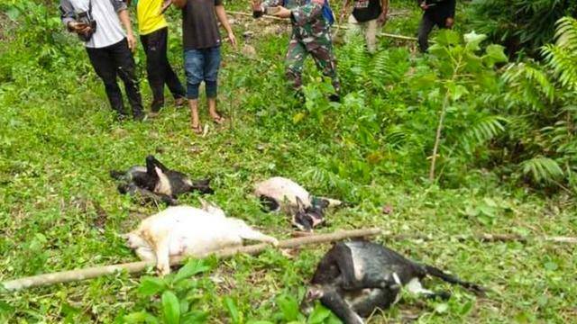 8 Ekor Kambing Mati Dimangsa Harimau, Warga Agam Geger