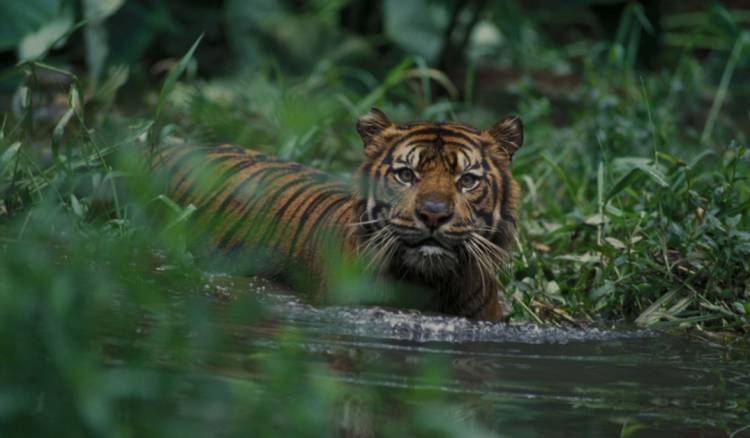 Pekerja Kontraktor Tewas Diterkam Harimau Sumatera Saat Buang Air Besar