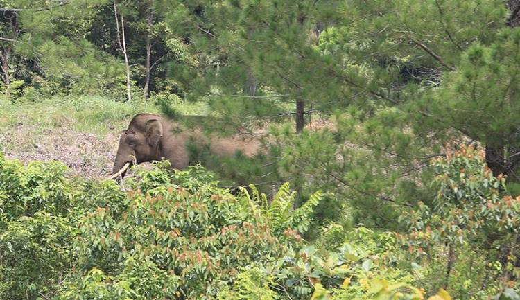 Gajah Liar Masuki Kebun Sawit Warga Inhu, BBKSDA Riau Turunkan Tim