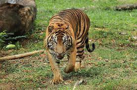 Didatangi Harimau Saat Hendak Manen Sawit, Petani Sawit di Riau Lari Terbirit