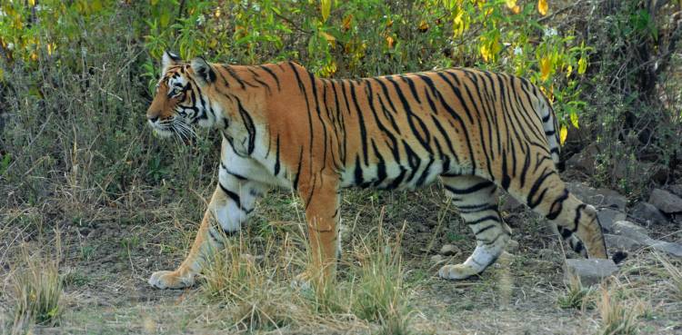 Seekor Harimau Terekam Muncul di Perkebunan Sawit Warga Bengkalis