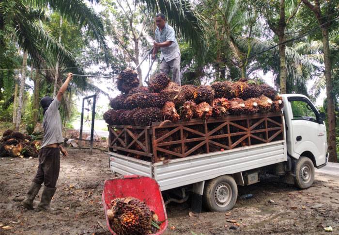 Turun, Ini Daftar Harga TBS Riau Periode 19 April-2 Mei 2023