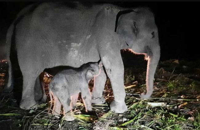 Seekor Gajah Betina Lahir di PKG Sebanga Riau