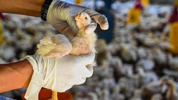 Tiba-Tiba WHO Beri Warning, Flu Burung Marak Lagi